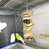 Medium and large parrot bird supplies Pure stainless steel fruit fork hook fruit fork toy fork bird cage accessories