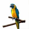 Pet Parrot Raw Wood Fork Perches For Bird Hanging Toy Cage Perches Stand Tree Branch Stand Rack Toy Hamster Branch Pet Budgie